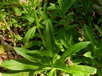 Dianthus barbatus 9, Duizendschoon, Saxifraga-Rutger Barendse