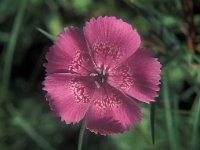 Dianthus callizonus 1, Saxifraga-Peter Lengyel