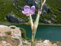 Dianthus ciliatus 1, Saxifraga-Jasenka Topic