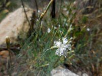 Dianthus crinitus 2, Saxifraga-Ed Stikvoort
