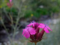 Dianthus cruentus