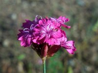 Dianthus cruentus 2, Saxifraga-Ed Stikvoort