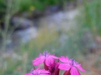 Dianthus cruentus 3, Saxifraga-Ed Stikvoort