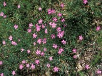 Dianthus deltoides, Maiden Pink