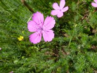 Dianthus deltoides 10, Steenanjer, Saxifraga-Jasenka Topic