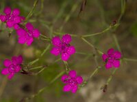 Steenanjer  Dianthus deltoides - Steenanjer