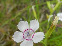 Dianthus deltoides 15, Steenanjer, Saxifraga-Rutger Barendse