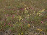 Dianthus deltoides 19, Steenanjer, Saxifraga-Hans Boll