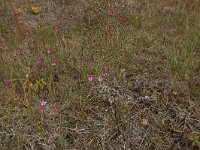 Dianthus deltoides 22, Steenanjer, Saxifraga-Hans Boll