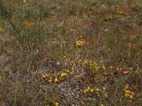 Dianthus deltoides 23, Steenanjer, Saxifraga-Hans Boll