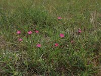 Dianthus deltoides 26, Steenanjer, Saxifraga-Hans Boll