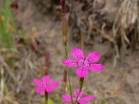 Dianthus deltoides 28, Steenanjer, Saxifraga-Ed Stikvoort