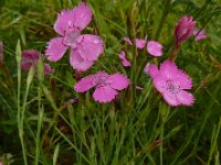 Dianthus deltoides 32, Steenanjer, Saxifraga-Ed Stikvoort