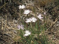 Dianthus furcatus 3, Saxifraga-Jan van der Straaten