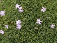 Dianthus furcatus ssp furcatus 1, Saxifraga-Jan van der Straaten