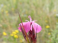 Dianthus giganteus