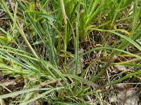 Dianthus giganteus 9, Hoofdjesanjer, Saxifraga-Rutger Barendse