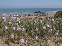 Dianthus hyssopifolius 13, Saxifraga-Willem van Kruijsbergen