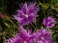 Dianthus hyssopifolius 23, Saxifraga-Ed Stikvoort : Espinama - Fuente Dé - Regugio de Aliva s9900