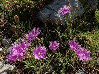 Dianthus hyssopifolius 25, Saxifraga-Ed Stikvoort : Espinama - Fuente Dé - Regugio de Aliva s9900