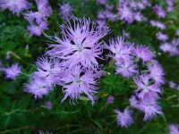 Dianthus hyssopifolius 28, Saxifraga-Ed Stikvoort : Poncebos - Cordiñanes de Valdeón s9900