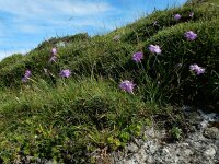 Dianthus hyssopifolius 31, Saxifraga-Ed Stikvoort : Posada de Valdeón - Espinama s9900