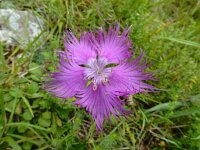 Dianthus hyssopifolius 35, Saxifraga-Ed Stikvoort : Poncebos - Cordiñanes de Valdeón s9900