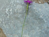 Dianthus hyssopifolius 36, Saxifraga-Ed Stikvoort : Poncebos - Cordiñanes de Valdeón s9900