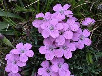 Dianthus microlepis 10, Saxifraga-Harry Jans  Dianthus microlepis