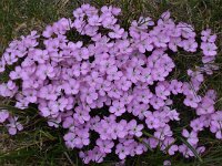 Dianthus microlepis 21, Saxifraga-Harry Jans  Dianthus microlepis