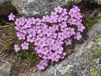 Dianthus microlepis 32, Saxifraga-Harry Jans  Dianthus microlepis