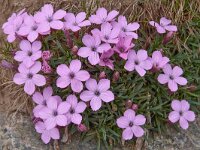 Dianthus microlepis 37, Saxifraga-Harry Jans  Dianthus microlepis