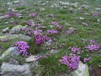 Dianthus microlepis 41, Saxifraga-Harry Jans  habitat Dianthus microlepis : Habitat