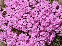 Dianthus microlepis 47, Saxifraga-Harry Jans  Dianthus microlepis
