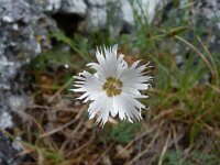 Dianthus olumarius 1, Saxifraga-Jasenka Topic