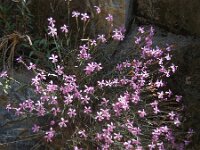 Dianthus orientalis