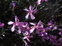 Dianthus orientalis 2, Saxifraga-Ed Stikvoort