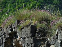 Dianthus orientalis 4, Saxifraga-Ed Stikvoort