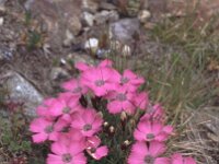 Dianthus pavonius 1, Saxifraga-Eugen Schaub