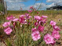Dianthus plumarius 3, Saxifraga-Ed Stikvoort