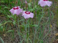 Dianthus plumarius 4, Saxifraga-Ed Stikvoort