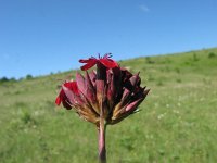 Dianthus pontederae 1, Saxifraga-Jasenka Topic