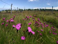Dianthus seguieri
