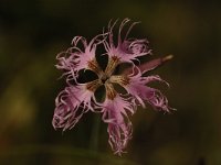 Dianthus superbus 10, Prachtanjer, Saxifraga-Bas Klaver