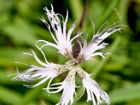 Dianthus superbus 23, Prachtanjer, Saxifraga-Sonja Bouwman  Prachtanjer - Dianthus superbus - Caryophyllaceae familie; Tschlin (Zw)