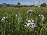 Dianthus superbus 4, Prachtanjer, Saxifraga-Rob Felix : Plantae, Plants, planten
