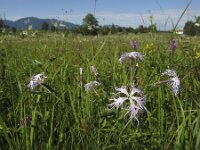 Dianthus superbus 5, Prachtanjer, Saxifraga-Rob Felix : Plantae, Plants, planten