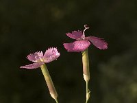 Dianthus sylvestris, Wood Pink