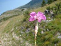 Dianthus sylvestris 15, Saxifraga-Jasenka Topic