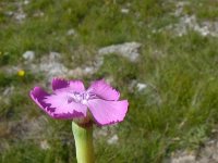 Dianthus sylvestris 21, Saxifraga-Jasenka Topic